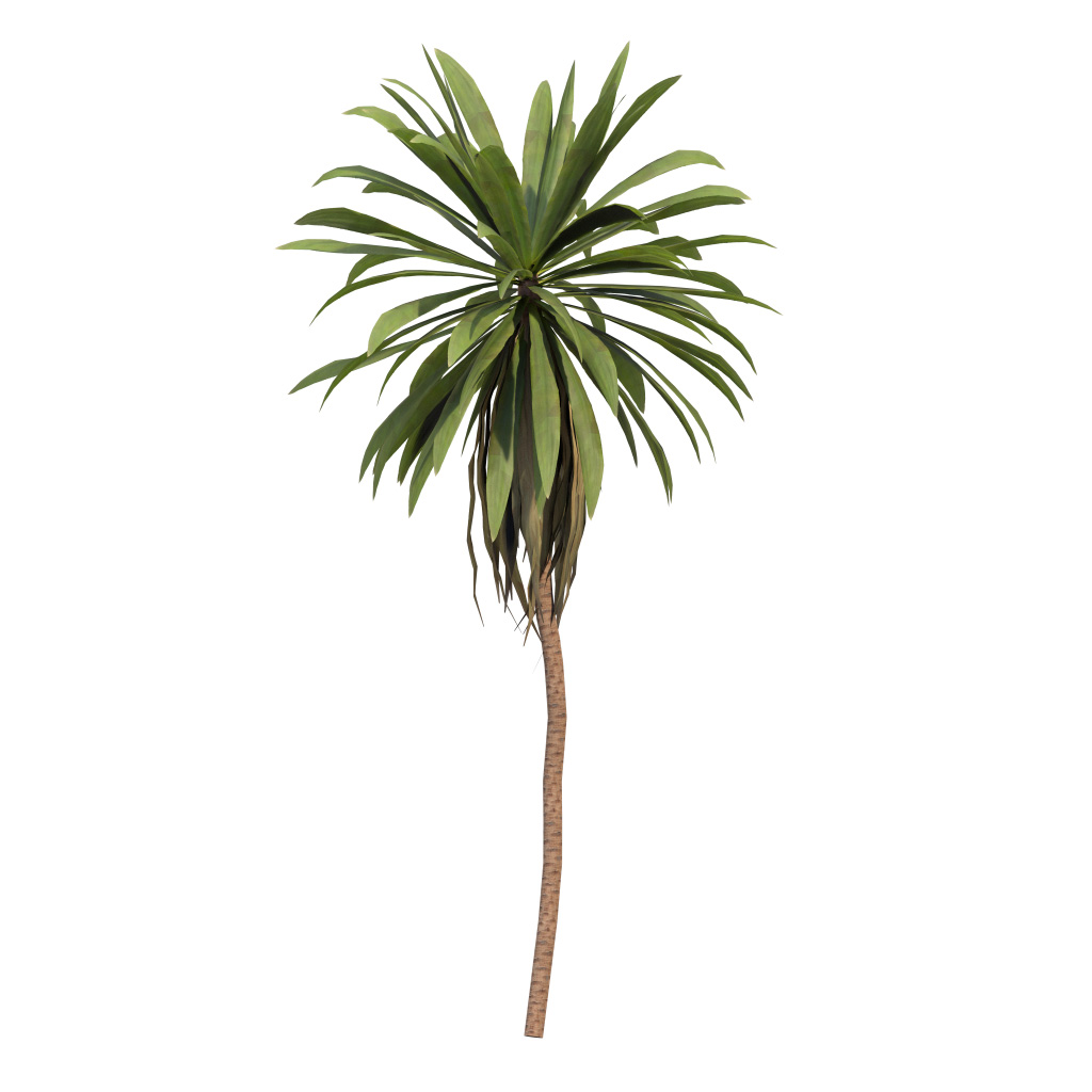 Cordyline petiolaris - Broad leaved palm lily